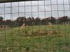 camp_trincheras